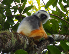 Propithecus diadema
