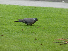 Columba palumbus