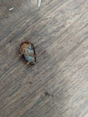 Pycnoscelus surinamensis