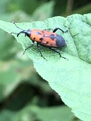 Rhodobaenus quinquepunctatus