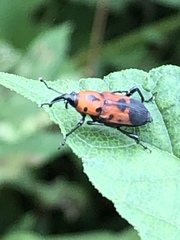 Rhodobaenus quinquepunctatus