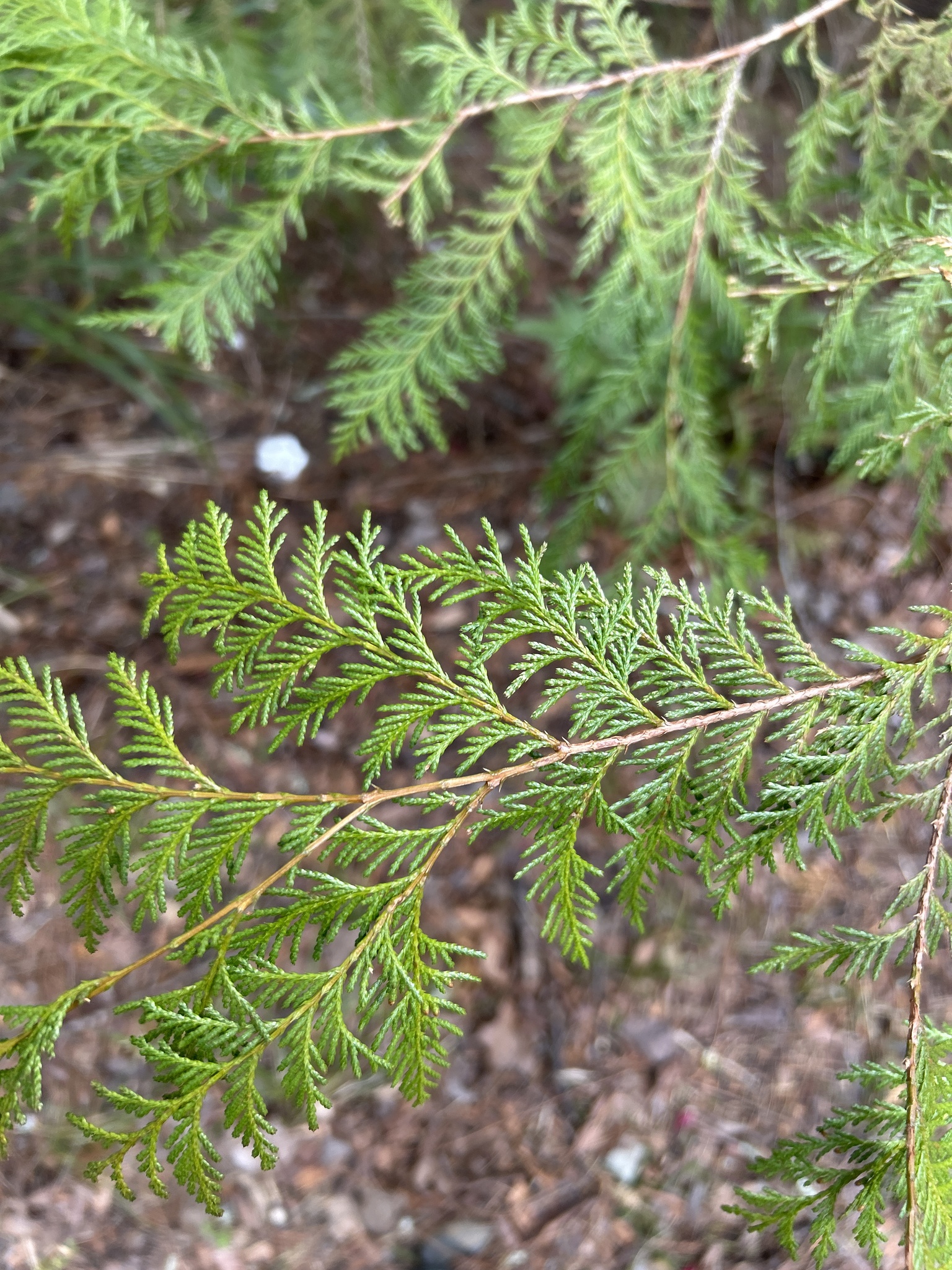 Formosan-Cypress (Chamaecyparis formosensis)
