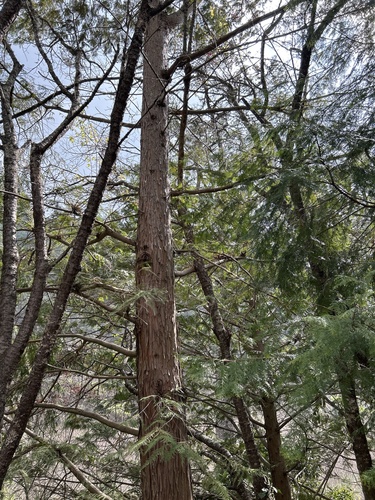 Chamaecyparis formosensis, photograph 4
