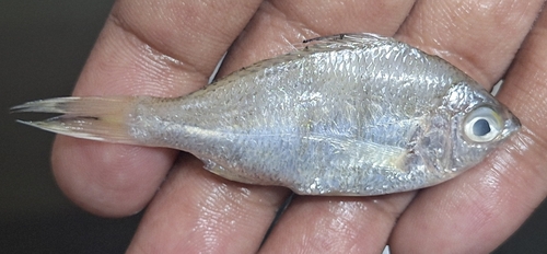 Strongspine silver-biddy (Gerres phaiya) — Gerreidae