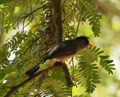 Hypsipetes madagascariensis
