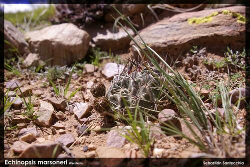 Echinopsis marsoneri, photograph 6