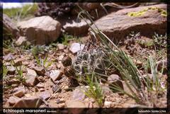 Echinopsis marsoneri, photograph author not stated, no rights reserved