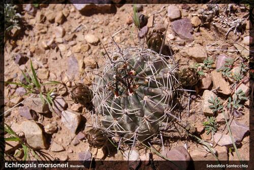 Echinopsis marsoneri, photograph 5