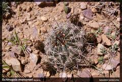 Echinopsis marsoneri, photograph author not stated, no rights reserved