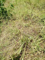 Paspalum floridanum