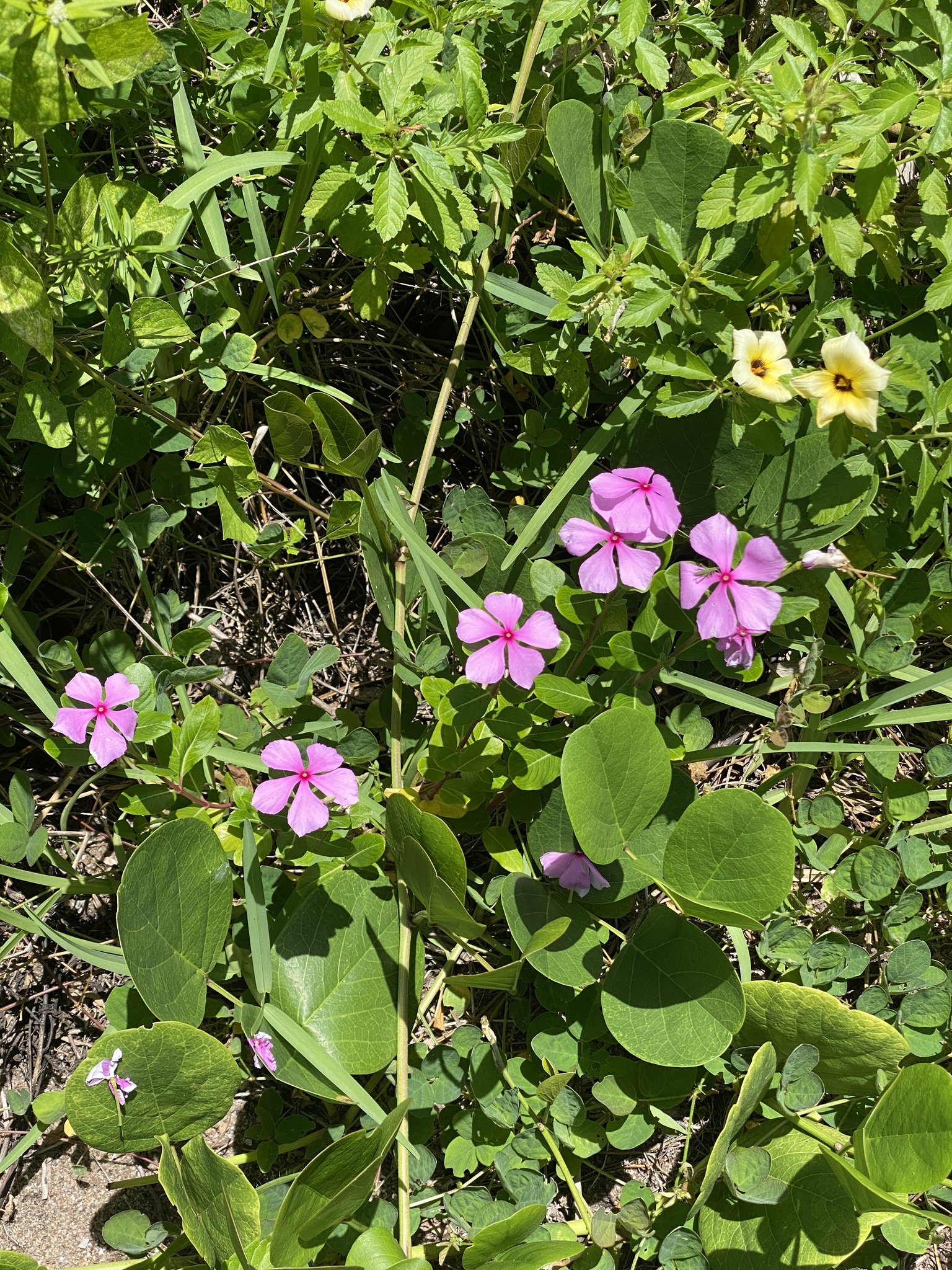 Catharanthus roseus