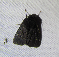 Apamea impulsa