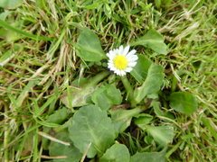 Bellis perennis