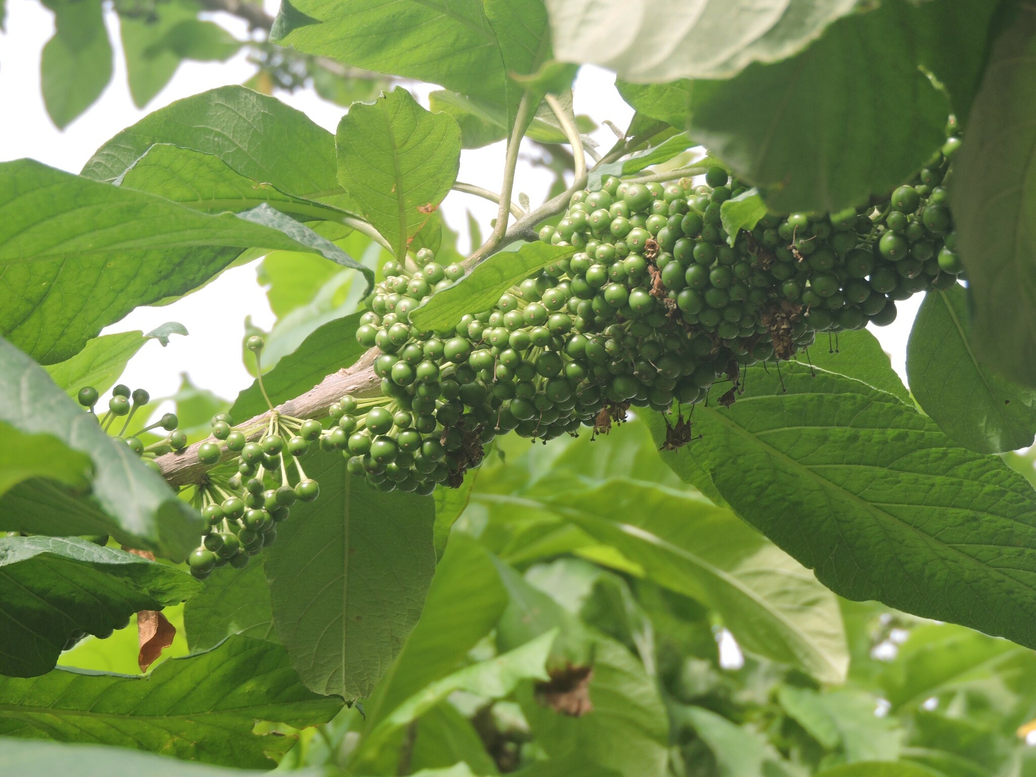 Imagem de Fruta de sabiá