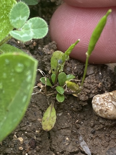 Diplotaxis viminea, 2025-02-21