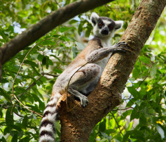 Lemur catta