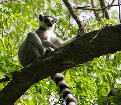 Lemur catta
