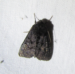 Apamea impulsa