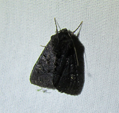 Apamea impulsa