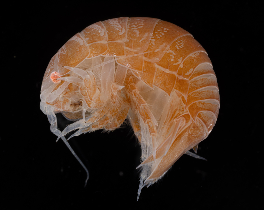 Natatolana