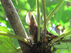 Philodendron fragrantissimum