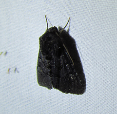 Apamea impulsa