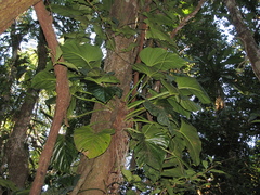 Philodendron fragrantissimum