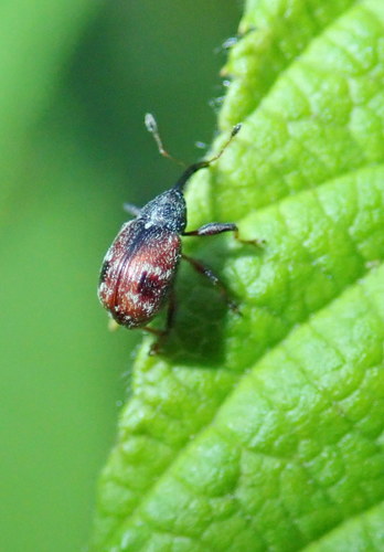 Strawberry Bud Weevil photo 2