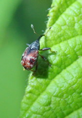 Anthonomus signatus