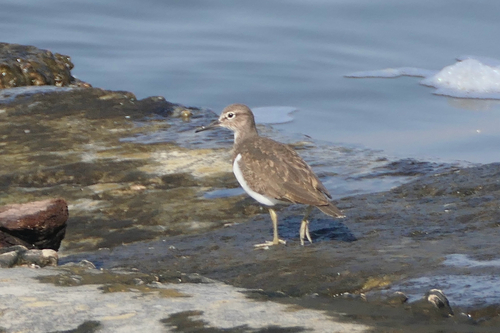 Common Sandpiper