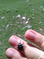 Accanthopus velikensis