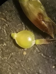 Fimbristylis decipiens