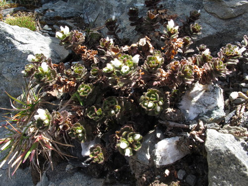 Birley's Veronica (Veronica birleyi)