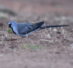 Oena capensis aliena