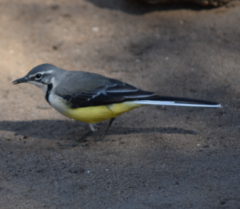 Motacilla flaviventris