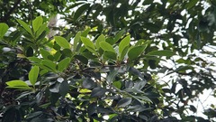 Ternstroemia gymnanthera