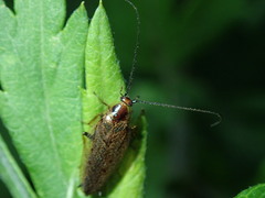 Ectobius lapponicus