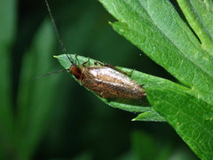 Ectobius lapponicus