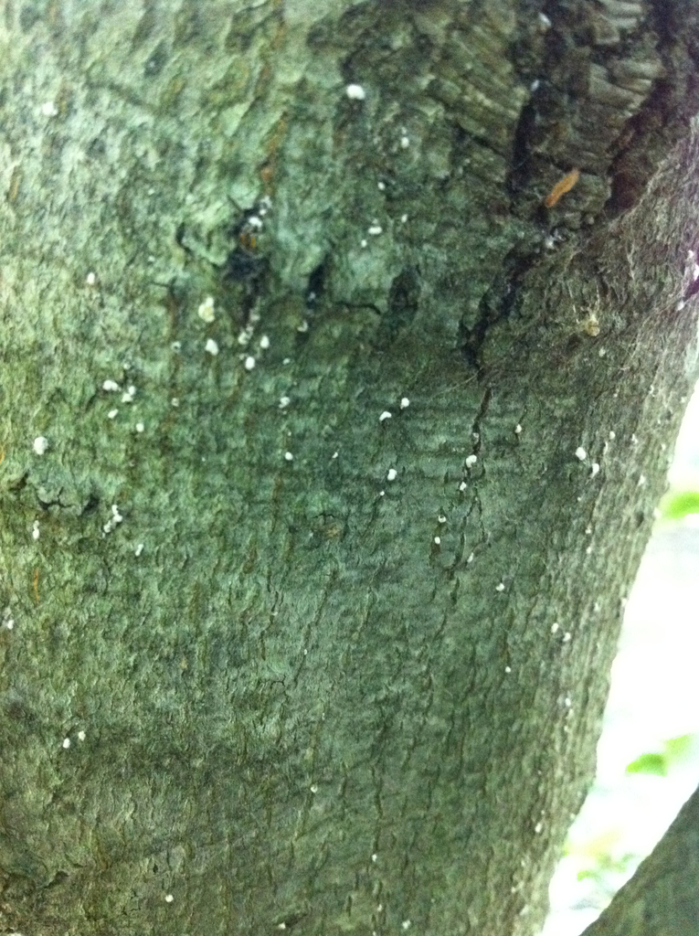 Cryptococcus