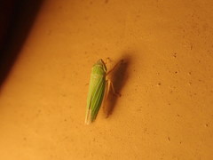 Draeculacephala noveboracensis