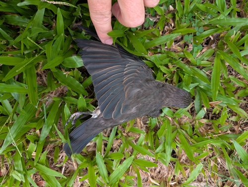 Metallic Starling (Aplonis metallica), photo 9