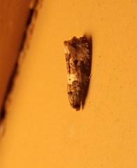 Gymnandrosoma punctidiscanum