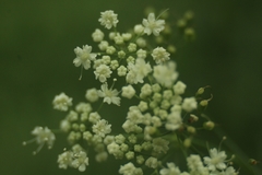 Pimpinella major