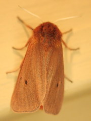 Phragmatobia
