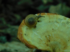 Zonitidae