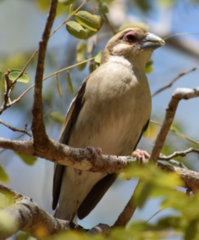 Ploceus sakalava