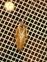 Ectobius lapponicus