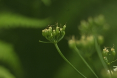 Pimpinella major