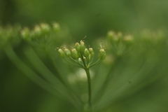 Pimpinella major