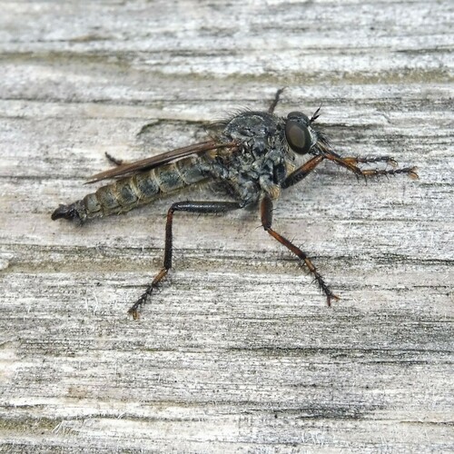 Kite-tailed robberfly photo 4